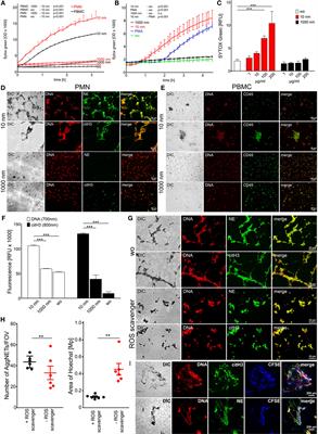 Oxidative Burst-Dependent NETosis Is Implicated in the Resolution of Necrosis-Associated Sterile Inflammation